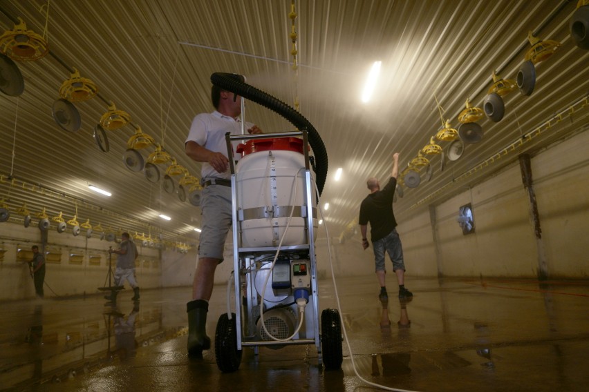 Opolanin stworzył broń do walki z afrykańskim pomorem świń. Sukces prób z nowym środkiem biobójczym