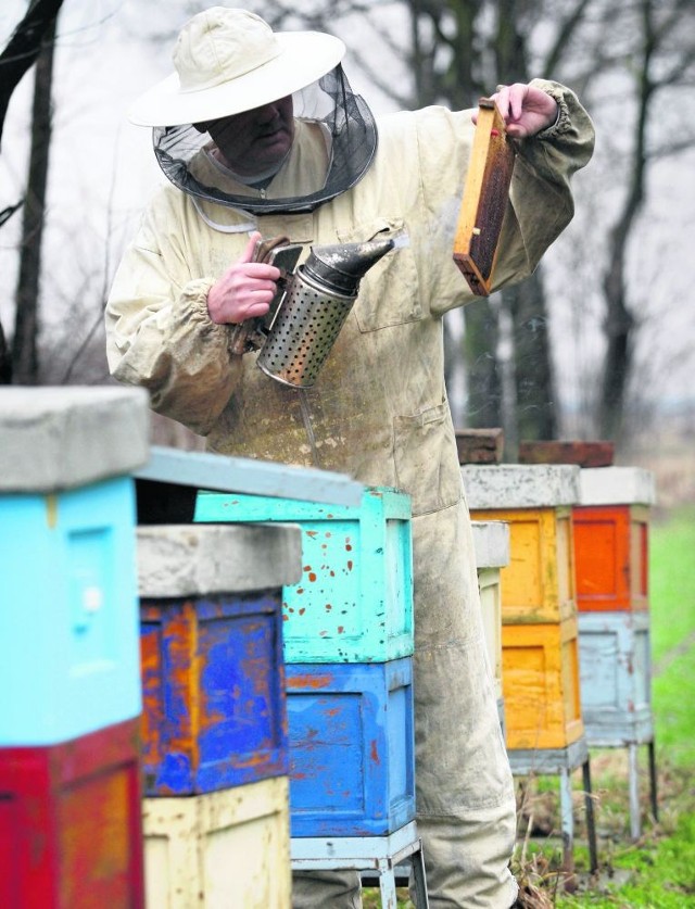 Z każdym rokiem ubywa pszczelarzy na Dolnym Śląsku