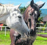 Pomóżmy Pegazowi i White Lady. Uratowane z transportu na rzeź konie muszą być leczone!