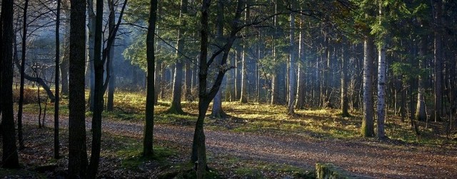 81-latek zaginął w lesie.