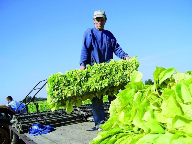 Nad plantatorami tytoniu zbierają się czarne chmury. Wszystko przez to, że Komisja Europejska chce ich pozbawić dopłat do uprawy tej rośliny.