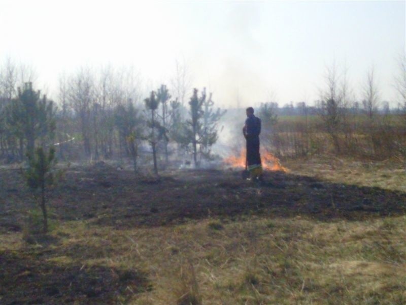 Strazacy gasili plonące trawy i las w Grabowie