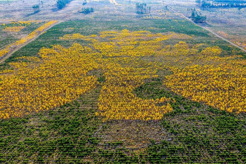 Ponad 100 tysięcy drzew stworzyło wyjątkowe godło Polski....