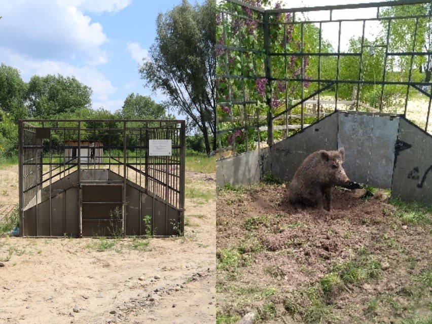 Lublin: "Nikt nie obroni tego miasta przed dzikami?" Myśliwy: To zwierzę jest bardzo niebezpieczne