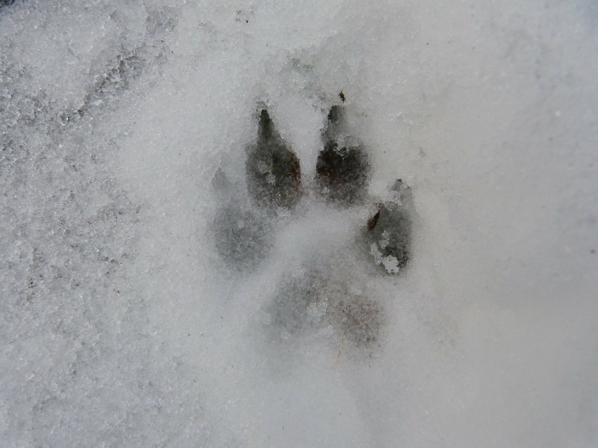 Wilki w Białowieży! Jeśli nie odstraszanie to może odłowienie. Szukają sposobu na chodzącego po ulicach wilka (zdjęcia)