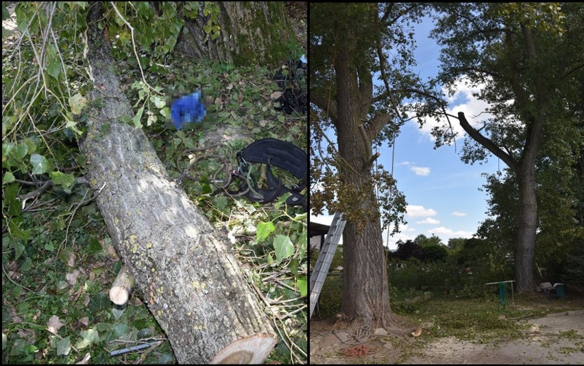 Dwóch seniorów przycinało drzewa. Jeden spadł z 8 metrów, drugiego zabił spadający konar