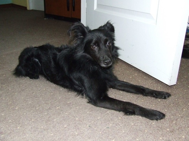 Czarny psiak jest nieduży, ma nieco strzępiastą sierść i klapnięte uszy. 