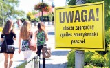 Zgnilec amerykański nagle pojawił się w Krośnie