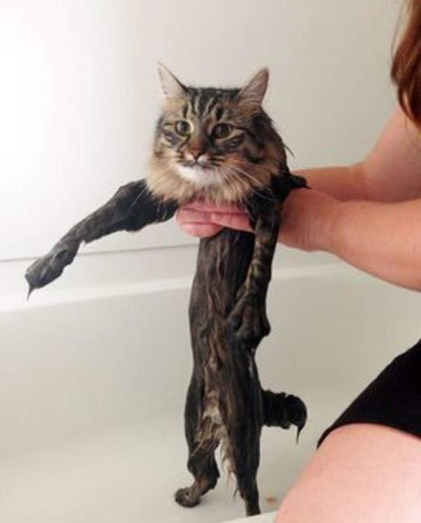 Koty w kąpieli