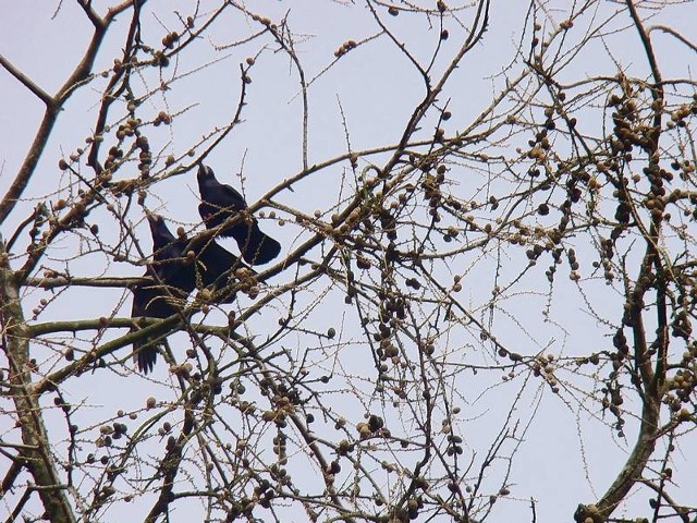 W parku Chopina ptaki zbudowały na drzewach setki gniazd