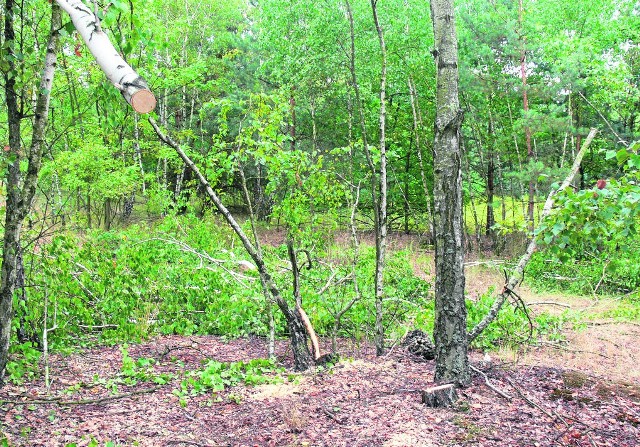 Na pokopalnianych terenach otaczających Jezioro Tarnobrzeskie trwa nielegalna wycinka drzew, głównie młodych brzózek, którymi opalane są kominiki. Od dziś w lasku  są już fotopułapki      