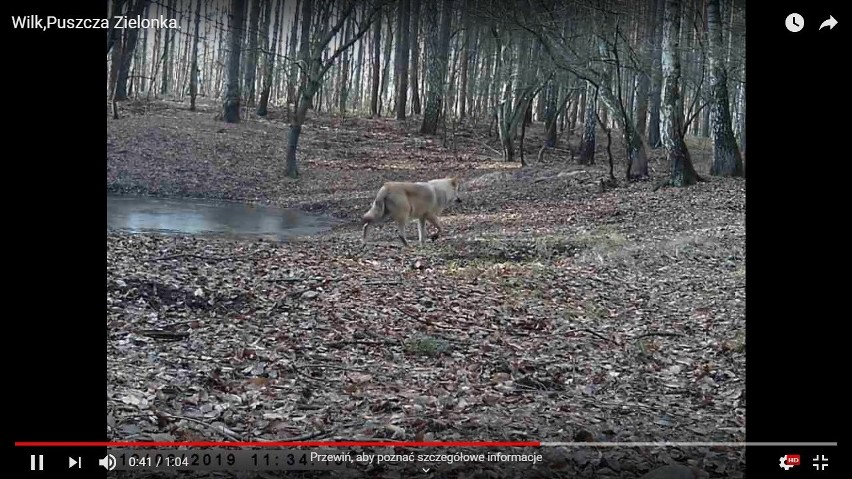 To też ujęcia wilka w Puszczy Zielonce, ale z początku...