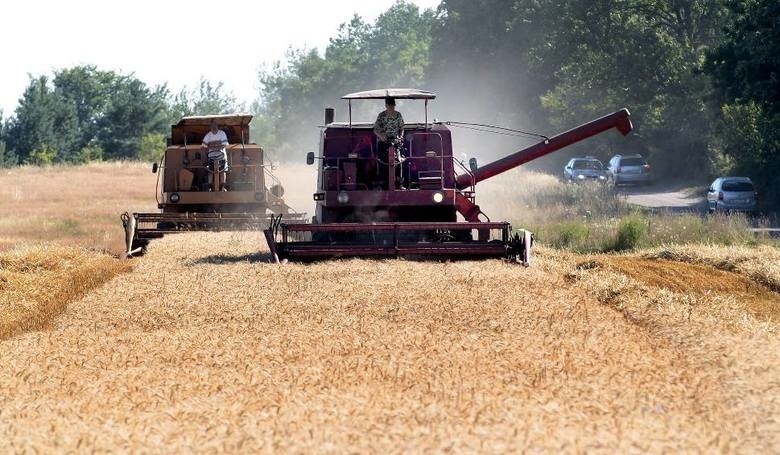 W lipcu 2020 r. ceny pszenicy w skupie były niższe niż przed...