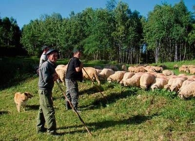 Pasterze z Rumunii, Ukrainy i Polski w środę zawitali do Tylicza Fot. Anna Koział-Ogorzałek