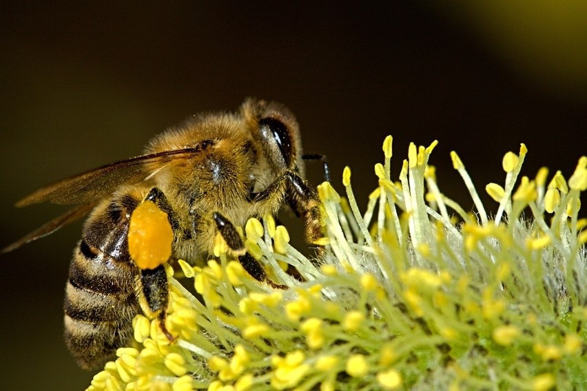 Warsztaty o pszczołach w Krzemionkach, w sobotę, 20 maja