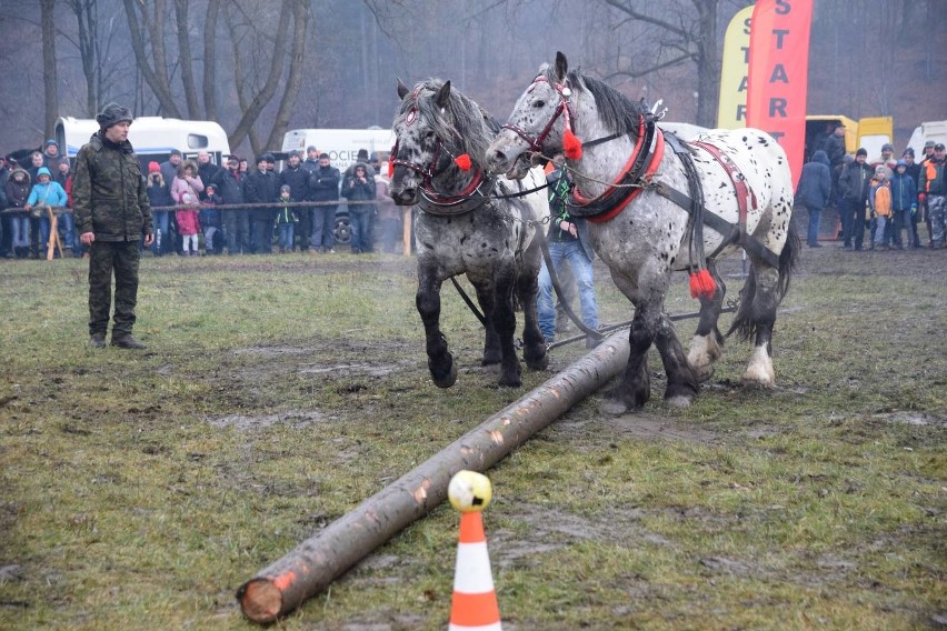 Zawody Furmanów w Węgierskiej Górce. Rywalizacja tylko dla twardzieli. W deszczu i błocie ZDJĘCIA + WIDEO