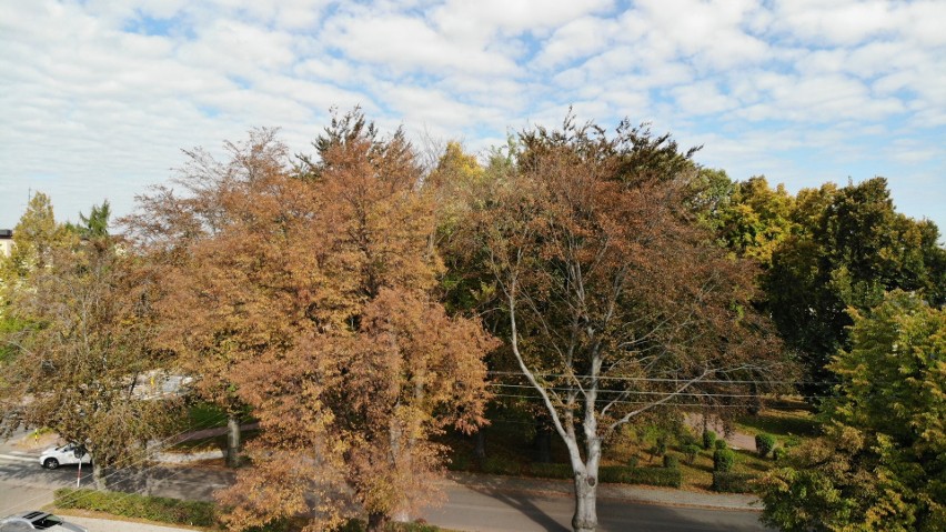 W śląskich parkach pojawiają się już barwy jesieni.