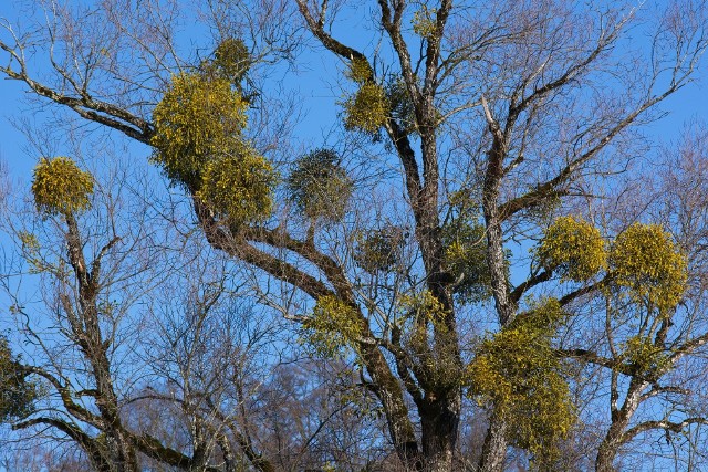 Naukowcy podejrzewają, że ekspansja jemioły na drzewa iglaste ma związek ze zmianami klimatu. Czy odkryte przez naukowców grzyby uratują lasy?