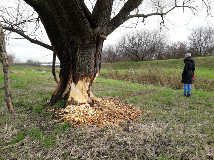 Bobry w Lublinie.  Zwierzęta obgryzły potężne drzewo w dolinie Bystrzycy