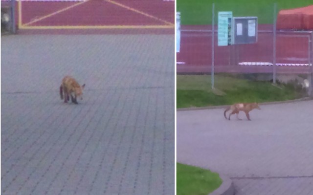 Wróciłam z przyspieszonego joggingu na stadionie Bałtyk. Błąka się tam lis, który nie boi się ludzi, a raczej zmierza w ich stronę . Może wściekły, może chory? Radzę uważać - napisała do nas kilka dni temu Internautka i przesłała zdjęcia lisa.