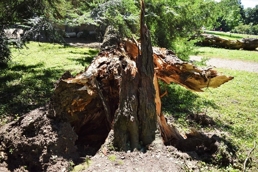 Drzewo uszkodziło cenny puławski zabytek. Trwa szacowanie strat