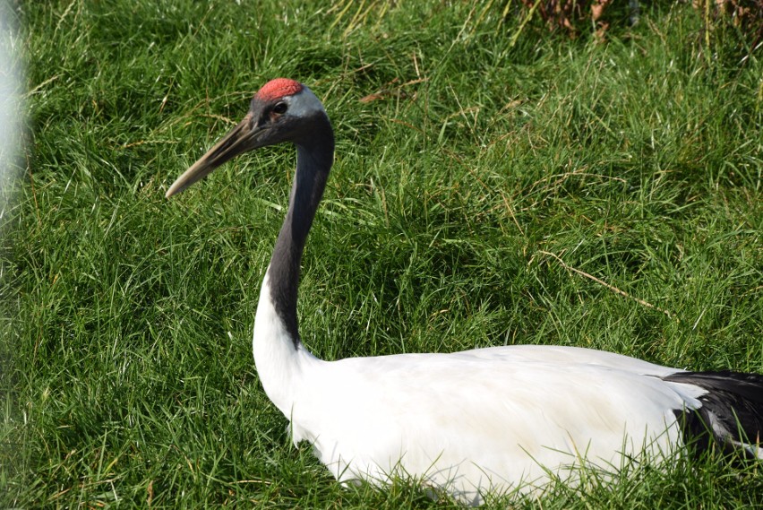 Oprócz wyżej wymienionych ofert ZOO Safari proponuje również...