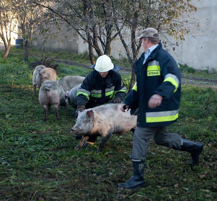 ASF w Polsce: Ponad 200 ognisk afrykańskiego pomoru świń. Jak zapobiegać ASF?