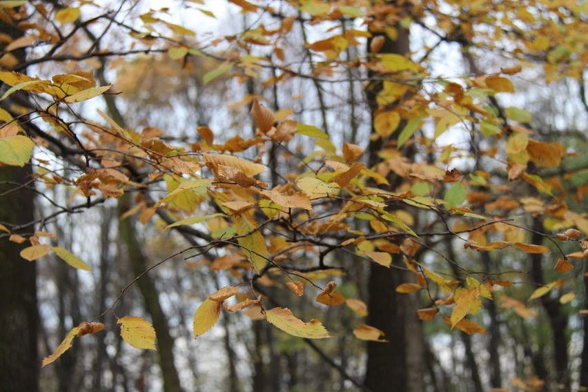 Tak wygląda park Zielona w jesiennych barwach