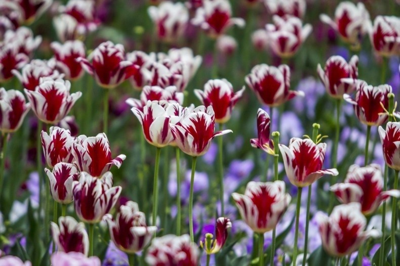 Cebulki współczesnych tulipanów przypominających Semper...