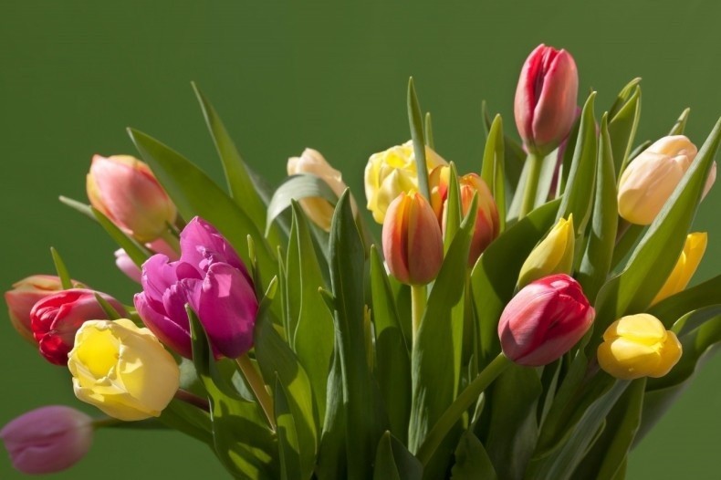 Tulipany to niezwykle piękne kwiaty, które jako ciete mogą...