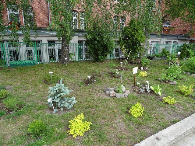 Dzieci ze SP nr 1 w Chełmnie same brały udział w tworzeniu tego ogrodu i teraz chętnie o niego dbają