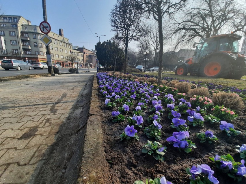 Na wiosenne kwiaty miasto wyda 39 tys. zł.