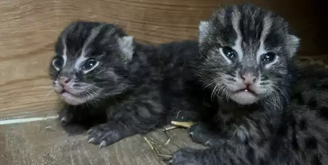 Młode koty cętkowane, czyli taraje przyszły na świat w Toruniu 27 lutego