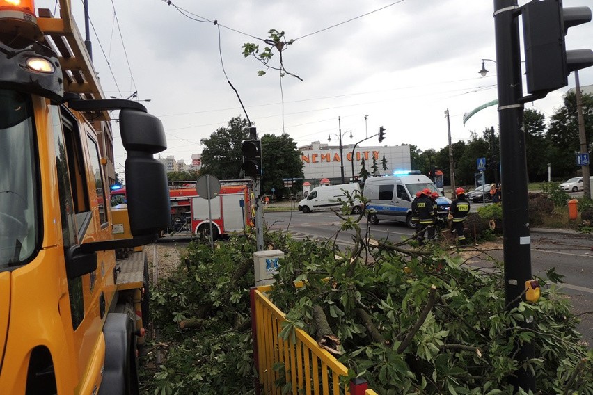 Przewrócone drzewo na skrzyżowaniu Odrodzenia z Czerwoną Drogą, wypadek na A1 - skutki wichury w Toruniu [wideo]
