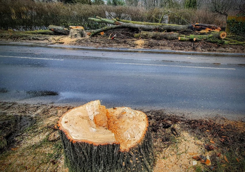 Historyczna aleja drzew wycinana w Obornikach Śląskich! Mieszkańcy czują się oszukani