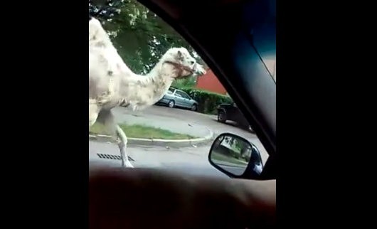 Wielbłąd w Legnicy biegał po ulicy