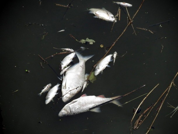 Wrocław: Brak tlenu w Odrze przyczyną śnięcia ryb (ZDJĘCIA)