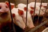 ASF zabija zdrowe świnie. Jak to możliwe? W powiecie nowosolskim w każdej gminie maleje liczba stad świń