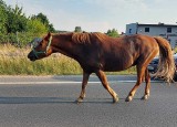 Poszły konie po betonie – spłoszone zwierzęta biegały po DK 78 w okolicach Zawiercia. Uciekły z pobliskiej stadniny