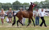 5 powodów, dla których warto wybrać się w weekend na rewię końskich piękności w Opatowcu [ZDJĘCIA]