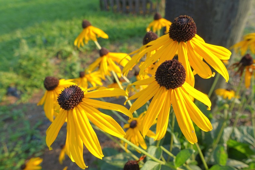 Rudbekie ozdobią ogród wiejski od lata do jesieni.