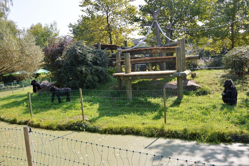 Goryle w opolskim zoo od niedawna mają plac zabaw na...