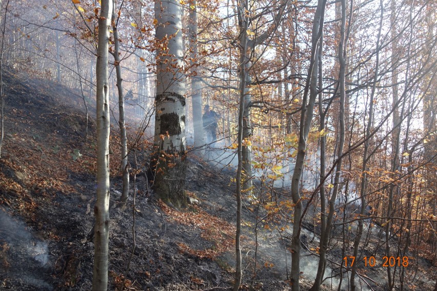 Groźny pożar lasu w Bieszczadach. Ogień zaprószyli biwakowicze? [ZDJĘCIA]