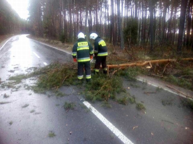 Strażacy usuwają powalone drzewo tarasujące drogę Wąchock - Mirzec. 