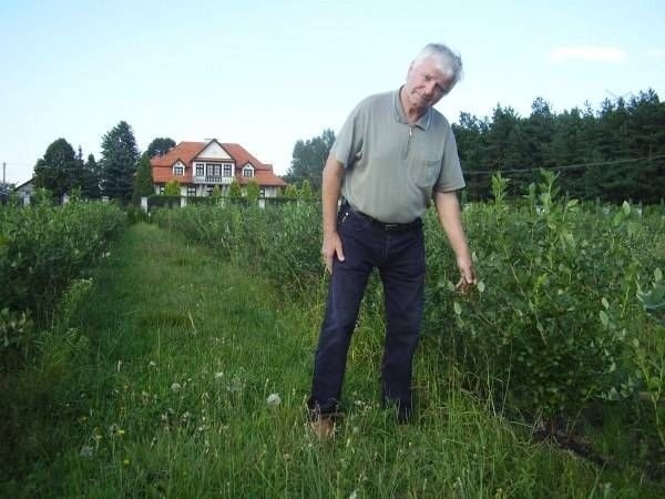 Pierwsze pół hektara borówek rośnie niedaleko domu pana Tadeusza. Okazała rezydencja stoi po drugiej stronie biegnącej przez wioskę drogi.