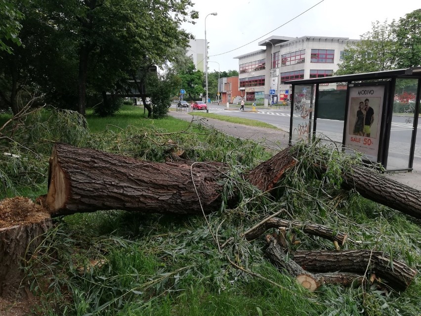 Drzewo runęło w okolicach przystanku MPK na ul. Popowickiej