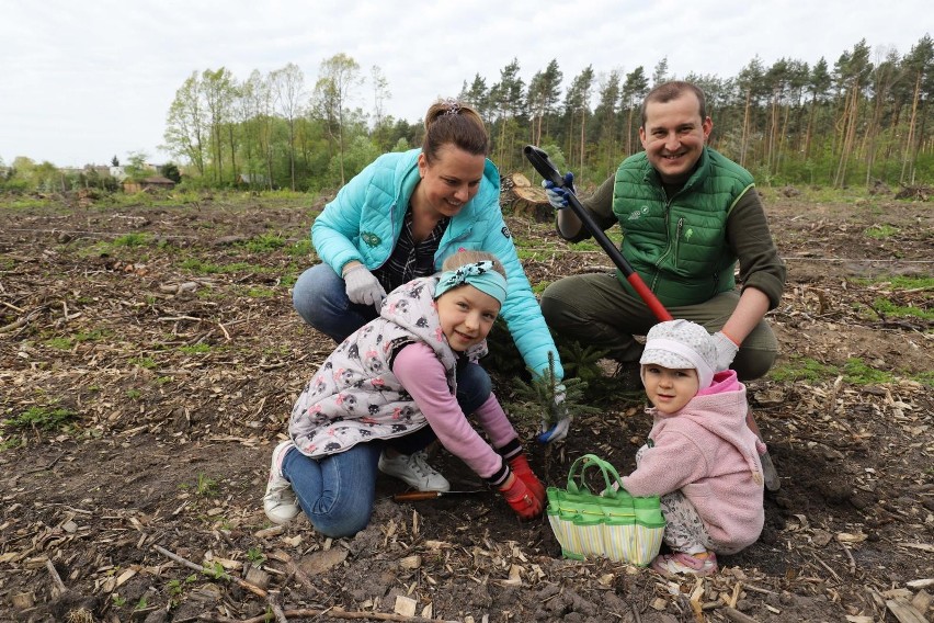 Białystok. Odnawianie lasu zniszczonego przez burzę. Sadzenie drzewek na Antoniuku (zdjęcia, wideo)