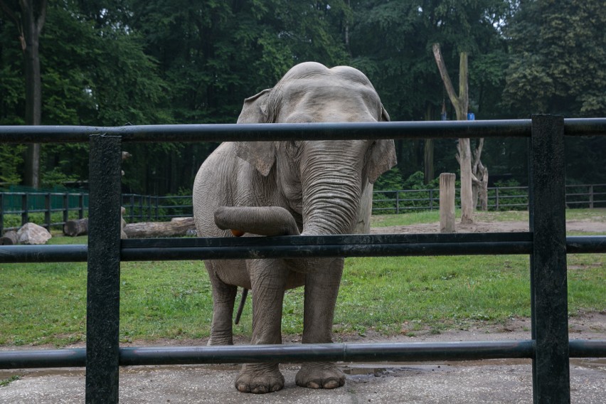 Zwierzątka w zoo - słonica ma pracę na mundialu, a co z resztą?