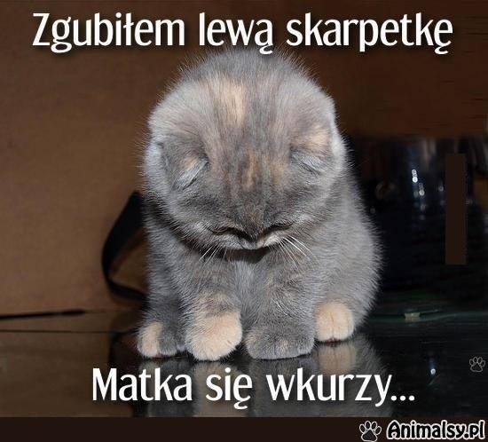 Najnowsze i śmieszne memy o kotach. Zabawne obrazki o...