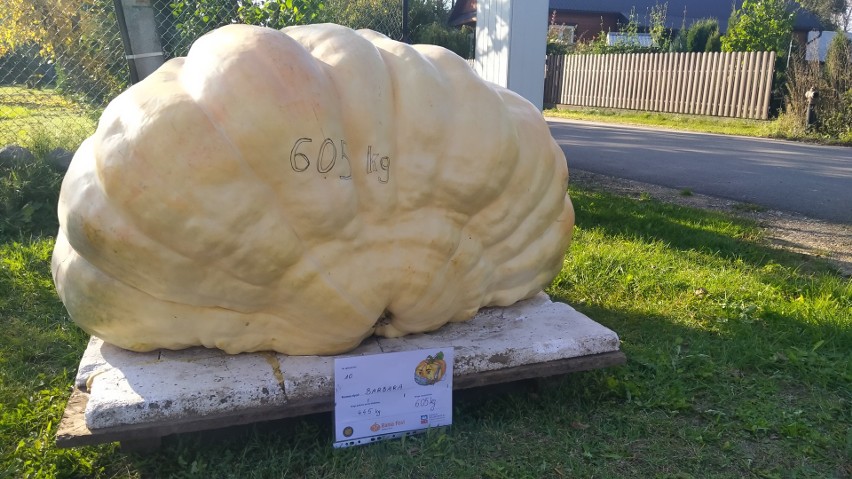 Istok.  Barbara waży ponad 600 kilo! Ogromna dynia wyrosła na Podlasiu (zdjęcia)